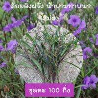 กิ่งฟ้าประทานพร กิ่งต้อยติ่งฝรั่ง (ดอกสีม่วง) ชุดละ 100 กิ่ง แถม 10 กิ่ง กิ่งยาว 20-30 ซม. ตัดสด กิ่งแข็งแรง เลี้ยงง่าย โตไว้ พร้อมปลูก