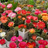 ยอดฮิต  โลบิเวีย ดอกคละสี  Lobivia เพชร แคคตัส cactus ขายดี ต้นไม้ ฟอก อากาศ กระถาง ต้นไม้ ไม้ ประดับ ต้นไม้ ปลูก ใน บ้าน