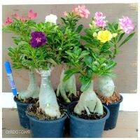 12 เมล็ด เมล็ดพันธุ์ ชวนชม สายพันธุ์ฮอลแลนด์ คละสี Adenium Seed กุหลาบทะเลทราย Desert Rose ราชินีบอนไซ อัตรางอก 80-90%