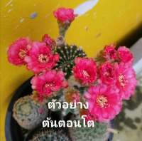 อิชินอป (Echinopsis)  ต้นโตไปเป็นกอสวย มีเสน่ห์ดอกใหญ่มาก เลี้ยงง่าย จัดส่งต้นเป็นต้น