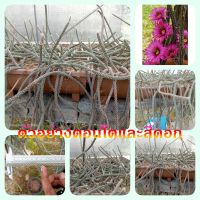 ??ดินสอดำเลื้อย??(หางหนู) Echinocereus leucanthus ตัดสด ขนาดความยาว 15 ซม. ต้นกระบองเพชร ต้นแคคตัส (แคคตัส กระบองเพชร)