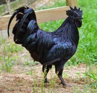 Ayam Cemani 1 ฟอง (100%) ไข่ขาวอะยัมเจมานีสีดำแท้ที่ปฏิสนธิ ไก่ที่แพงที่สุดในโลก! (Ayam Cemani) #ayam #ayamcemani