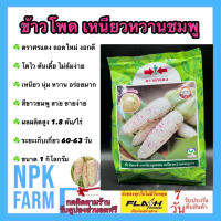 ข้าวโพด เหนียวหวานชมพู ขนาด 1 กิโลกรัม หมดอายุ30/09/67 ข้าวโพดหวาน ศรแดง รสชาติเหนียว นุ่ม หวาน อร่อย สีขาวชมพู ขายง่าย ผลผลิตสูง 1.8 ตัน/ไร่