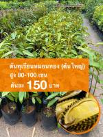 ต้นทุเรียนหมอนทอง (ต้นใหญ่) ต้นละ 150 บาท