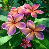 30 เมล็ดพันธุ์ เมล็ด ลั่นทม หรือ ลีลาวดี สายพันธุ์แคระ Frangipani Plumeria Seed นำเข้าจากฮาวาย อัตราการงอกสูง 70-80%