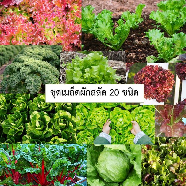 ชุดรวมเมล็ดผักสลัด-20-ชนิด