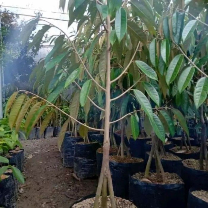 Si Bibit Tanaman Buah Durian Musang King Kaki 3 Lazada Indonesia