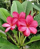 30 เมล็ดพันธุ์ เมล็ด ลั่นทม หรือ ลีลาวดี สายพันธุ์แคระ Frangipani Plumeria Seed นำเข้าจากฮาวาย อัตราการงอก 80-85%