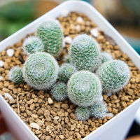 รีบูเทีย Rebutia (เลือกต้นได้ค่ะ)