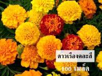 ดาวเรือง ดอกใหญ่ คละสี เหลือง ส้ม ทอง 100เมล็ด 75บาท จากปกติ100บาท