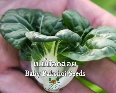 เมล็ดพันธุ์กวางตุ้งเบบี้บ๊อกฉ่่อย Baby Pak Choi Seeds กวางตุ้งเบบี้ กวางตุ้ง หวาน กรอบ อร่อย บรรจุ50 เมล็ด