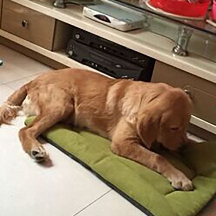 pets-baby-dog-ที่นอนสุนัขขนาดใหญ่