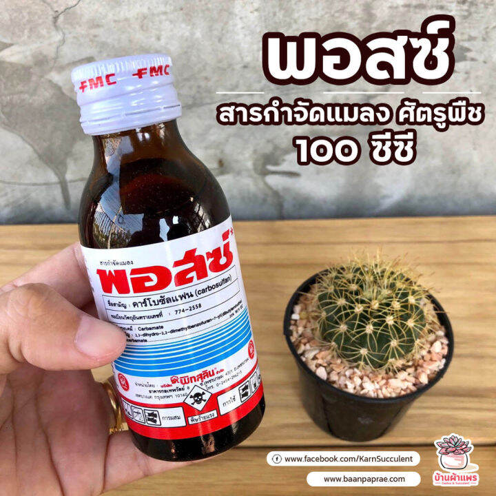 promotion-พอสซ์-100-ซ๊ซี-สารกำจัดแมลง-ศัตรูพืช-เพชร-cactus-amp-succulent-สุดคุ้มม-ต้นไม้-ฟอก-อากาศ-กระถาง-ต้นไม้-ไม้-ประดับ-ต้นไม้-ปลูก-ใน-บ้าน