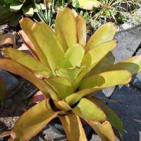 Bromeliad สับปะรด​สี สีเขียวทอง กระถางใหญ่​