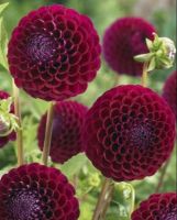 1 หัว/ออเดอร์ รักเร่ Dahlia Flower Bulb สายพันธุ์ Black Pompon หัวรักเร่ ดอกไม้ หัวหน่อ นำเข้า เหง้า เนเธอร์แลน หัวสดใหม่