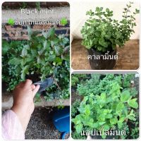 ( Pro+++ )++ มิ้นต์ ✨ต้นมิ้นต์ mint แบล็กมิ้น-แอปเปิ้ลมิ้นต์-คาลามอันตาสมุนไพรฝรั่งยอดนิยมสั่งขั้นต่ำ 2 ต้น ราคาดี ต้นไม้ ฟอก อากาศ กระถาง ต้นไม้ ไม้ ประดับ ต้นไม้ ปลูก ใน บ้าน