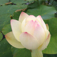 5 เมล็ดพันธุ์ บัว สายพันธุ์ Empress - White Hardy Lotus สีชมพู นำเข้าจาก อเมริกา เพาะปลูกและเก็บเมล็ดในไทย ขยายพันธุ์ในไทยได้