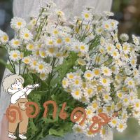 ดอกเดซี่่ ดอกเดซี่แต่งช่อดอกไม้ ดอกไม้แต่งบ้าน ช่อดอกเดซี่น่าสดใส พร้อมส่งในไทย Daisy?
