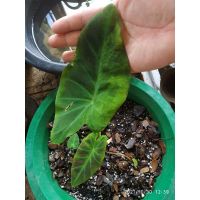 (จัดโปร) บอนหูช้างColocasia illutis var. ขนาดเล็ก ลดราคา ต้นไม้ ต้นไม้มงคล ต้นไม้ฟอกอากาศ ไม้ด่าง