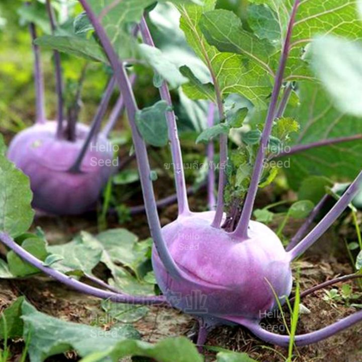 เมล็ดพันธุ์กะหล่ำปมม่วง-purple-kohlrabi-บรรจุ-200-เมล็ด-รสชาติหวานกรอบอร่อยเมื่อนำมาแช่เย็น-ตำส้มตำให้สัมผัสที่กรอบฉ่ำลิ้นแซ่บนัวค่ะ