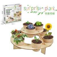 ส่งจากไทย? DIY surprise Plant?ให้เด็กๆได้เรียนรู้ การเติบโตของผักผลไม้ดอกไม้ชนิดต่าง ๆ