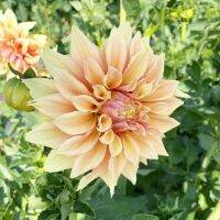 20 เมล็ดพันธุ์ รักเร่ Dahlia Seeds สายพันธุ์ TYRELL สีเหลือง รักเร่ รักแรกพบ ดอกไม้แห่งมิตรภาพ ความรักเริ่มต้น เพาะเลี้ยงง่าย ตั้งโต๊ะทำงาน