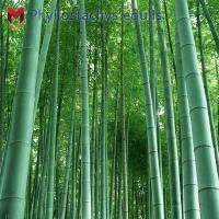 ไผ่โมโซ(bamboo) ลำใหญ่(20เมล็ด)