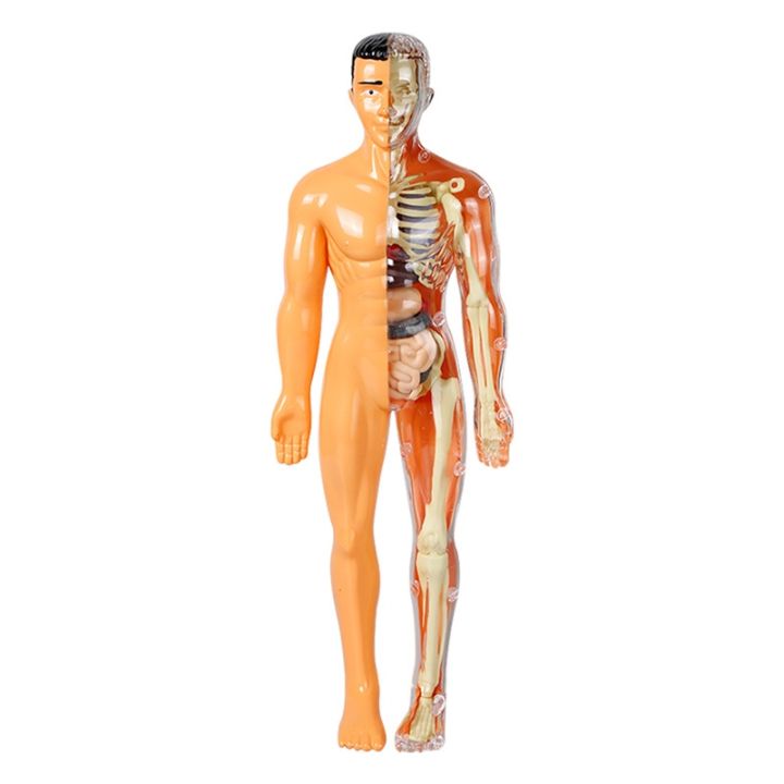 human-structure-model-can-remove-the-internal-anatomical-organ-medical-aids-bone-fancy-educational-toys