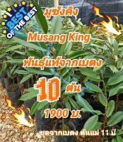 ต้นทุเรียน มูซังคิง Musang King