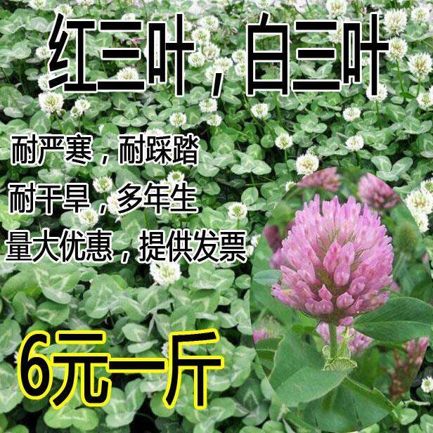 White clover seeds Red Four seasons green lawn coldresistant and