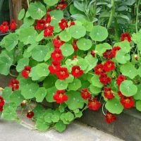 เมล็ดพันธุ์ แนสเทอเทียม สีแดง ( Empress of India Nasturtium Seed ) บรรจุ 20 เมล็ด คุณภาพดี ราคาถูก ของแท้ 100%