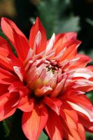 1 หัว /ชุุด เหง้า ต้นรักเร่ Dahlia Bulb สายพันธุ์ Sindibaad สีแดง หัวรักเร่ ดอกไม้ ดอกรักเร่ รักแรกพบ เฟิร์สเลิฟ ดอกไม้นำเข้า พร้อมให้ดอก