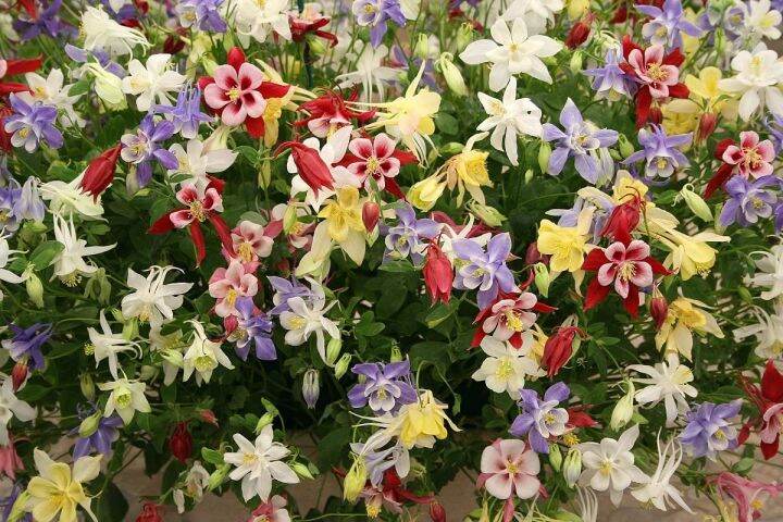 เมล็ดพันธุ์-โคลัมไบน์-aquilegia-vulgaris-var-stellata-columbine-barlow-50-เมล็ด-เมล็ดพันธุ์นำเข้าจาก-อังกฤษ