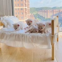 Net red solid cat bed pet posing litter universal princess style removable and washable wooden puppy