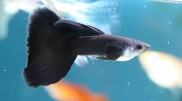 cá bảy màu guppy full black 1 cặp