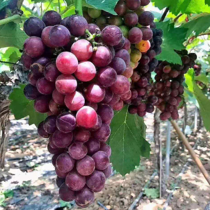 pro-โปรแน่น-เมล็ดพันธุ์องุ่น-grape-seeds-บรรจุ-100-เมล็ด-ต้นไม้มงคล-ต้นไม้ฟอกอากาศ-ต้นไม้ประดับ-พันธุ์ไม้ผล-ต้นไม้มงคลใหญ่-ราคาสุดคุ้ม-พรรณ-ไม้-น้ำ-พรรณ-ไม้-ทุก-ชนิด-พรรณ-ไม้-น้ำ-สวยงาม-พรรณ-ไม้-มงคล