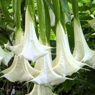30 เมล็ดพันธุ์ เมล็ด เมล็ดพันธุ์ ต้นดอกระฆัง ดอกลำโพง แตรนางฟ้า Datura metel L. Angel Trumpet Seeds อัตราการงอก 80-85%