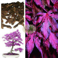 เมล็ดนำเข้าญี่ปุ่น เมล็ดเมเปิ้ลบอนไซ เมล็ดเมเปิ้ล ใบเมเปิ้ล สีม่วง Acer Palmatum