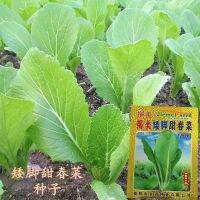 40 grams of short-legged sweet spring vegetable fast-growing four-season short mustard 500 planting