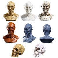 Human Model Anatomy Skull Head Muscle Bone Model Mini Size Artist Drawing Study Model