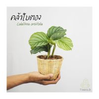 ( โปรโมชั่น+++ )++ T9คล้าใบตอง พุ่มใหญ่ขึ้น Calathea orbifolia ราชินีคล้า ที่สุดของความมินิมอล #รวมกระถางดำ 5 นิ้ว ราคาดี ต้นไม้ ฟอก อากาศ กระถาง ต้นไม้ ไม้ ประดับ ต้นไม้ ปลูก ใน บ้าน