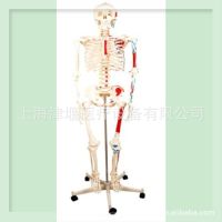 Medical 170 cm body bone skeleton anatomical model spinal rehabilitation training yoga secco medical teaching