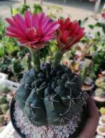 ยิมโน โอโช แคคตัส Gymnocalycium ochoterenae จัดส่งเป็นต้น