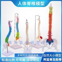 80 cm natural big soft spine with pelvic model one to one proportion model of cervical spine thoracic lumbar vertebra pelvis