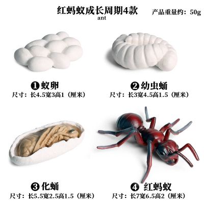The simulation animal model butterfly mantis hercules beetle insect scorpion ladybug toy spider centipede snail furnishing articles