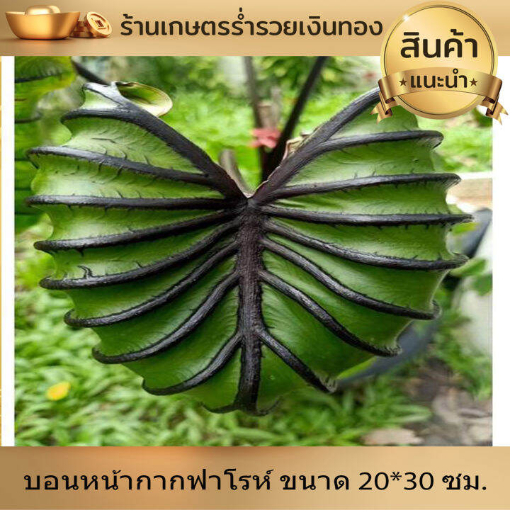 บอน-โคโลคาเซีย-หน้ากากฟาโรห์-colocasia-pharaoh-s-mask-สายพันธุ์แท้-แบบตัดสด-ชำเอง-หน้ากระดูก-มีเส้นใบสีม่วงเข้มที่คมชัด-ใบม้วนไปด้านหลัง-หายาก