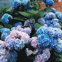 เมล็ดHydrangea(ไฮเดรนเยีย)10เมล็ด/ซอง