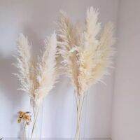 ขายส่ง Boho ตกแต่งงานแต่งงาน80เซนติเมตรกว้างขนนกแห้งปุย pampas ธรรมชาติจริงรักษาดอกไม้ sechees แต่งงาน