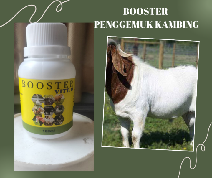 Vitamin Penggemuk Kambing Domba Vitamin Kambing Biar Gemuk Booster ...