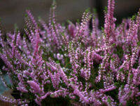 สนคัลลูน่า แคลลูนา เมล็ดพันธุ์คัลลูนา หรือเฮเธอร์ (Calluna / Heather) ซองละ 800 เม็ด จากสเปน